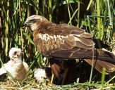 Błotniak stawowy ( Circus aeroginosus ) - Marsh harrier