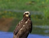 Błotniak stawowy ( Circus aeroginosus ) - Marsh harrier