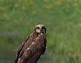 Błotniak stawowy ( Circus aeroginosus ) - Marsh harrier