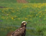 Błotniak stawowy ( Circus aeroginosus ) - Marsh harrier