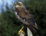 Błotniak stawowy ( Circus aeroginosus ) - Marsh harrier