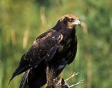 Błotniak stawowy ( Circus aeroginosus ) - Marsh harrier