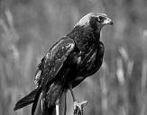 Błotniak stawowy ( Circus aeroginosus ) - Marsh harrier