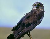 Błotniak stawowy ( Circus aeroginosus ) - Marsh harrier