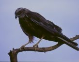 Błotniak stawowy ( Circus aeroginosus ) - Marsh harrier