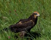 Błotniak stawowy ( Circus aeroginosus ) - Marsh harrier