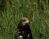 Błotniak stawowy ( Circus aeroginosus ) - Marsh harrier