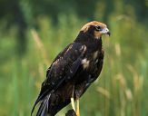 Błotniak stawowy ( Circus aeroginosus ) - Marsh harrier