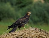 Błotniak stawowy ( Circus aeroginosus ) - Marsh harrier