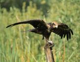 Błotniak stawowy ( Circus aeroginosus ) - Marsh harrier