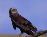 Błotniak stawowy ( Circus aeroginosus ) - Marsh harrier