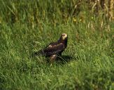 Błotniak stawowy ( Circus aeroginosus ) - Marsh harrier