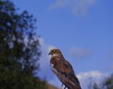 Błotniak stawowy ( Circus aeroginosus ) - Marsh harrier