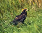 Błotniak stawowy ( Circus aeroginosus ) - Marsh harrier