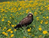 Błotniak stawowy ( Circus aeroginosus ) - Marsh harrier