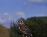 Błotniak stawowy ( Circus aeroginosus ) - Marsh harrier