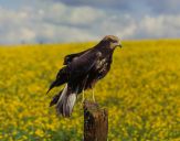 Błotniak stawowy ( Circus aeroginosus ) - Marsh harrier