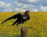 Błotniak stawowy ( Circus aeroginosus ) - Marsh harrier