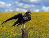 Błotniak stawowy ( Circus aeroginosus ) - Marsh harrier