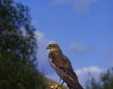 Błotniak stawowy ( Circus aeroginosus ) - Marsh harrier