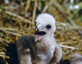 Błotniak stawowy ( Circus aeroginosus ) - Marsh harrier