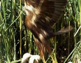 Błotniak stawowy ( Circus aeroginosus ) - Marsh harrier