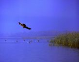 Błotniak stawowy ( Circus aeroginosus ) - Marsh harrier