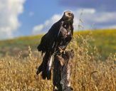 Błotniak stawowy ( Circus aeroginosus ) - Marsh harrier