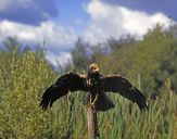 Błotniak stawowy ( Circus aeroginosus ) - Marsh harrier