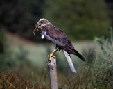 Błotniak stawowy ( Circus aeroginosus ) - Marsh harrier