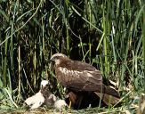 Błotniak stawowy ( Circus aeroginosus ) - Marsh harrier