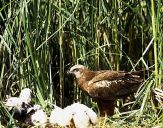 Błotniak stawowy ( Circus aeroginosus ) - Marsh harrier