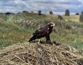 Błotniak stawowy ( Circus aeroginosus ) - Marsh harrier