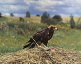 Błotniak stawowy ( Circus aeroginosus ) - Marsh harrier