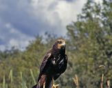 Błotniak stawowy ( Circus aeroginosus ) - Marsh harrier