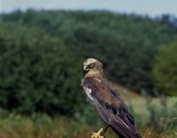 Błotniak stawowy ( Circus aeroginosus ) - Marsh harrier