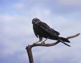 Błotniak stawowy ( Circus aeroginosus ) - Marsh harrier