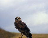 Błotniak stawowy ( Circus aeroginosus ) - Marsh harrier