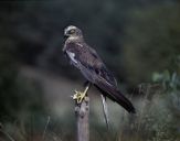 Błotniak stawowy ( Circus aeroginosus ) - Marsh harrier