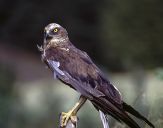 Błotniak stawowy ( Circus aeroginosus ) - Marsh harrier