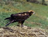 Błotniak stawowy ( Circus aeroginosus ) - Marsh harrier