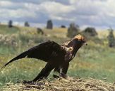 Błotniak stawowy ( Circus aeroginosus ) - Marsh harrier