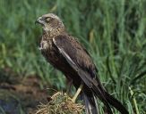 Błotniak stawowy ( Circus aeroginosus ) - Marsh harrier