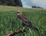 Błotniak stawowy ( Circus aeroginosus ) - Marsh harrier