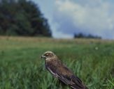 Błotniak stawowy ( Circus aeroginosus ) - Marsh harrier