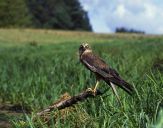 Błotniak stawowy ( Circus aeroginosus ) - Marsh harrier