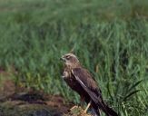 Błotniak stawowy ( Circus aeroginosus ) - Marsh harrier