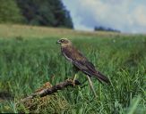 Błotniak stawowy ( Circus aeroginosus ) - Marsh harrier