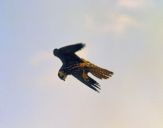 Sokół pustułka (Falco tinnunculus) - Kestrel falcon