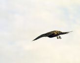 Sokół pustułka (Falco tinnunculus) - Kestrel falcon